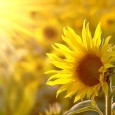 Sunflower on a meadow in the light of the setting sun